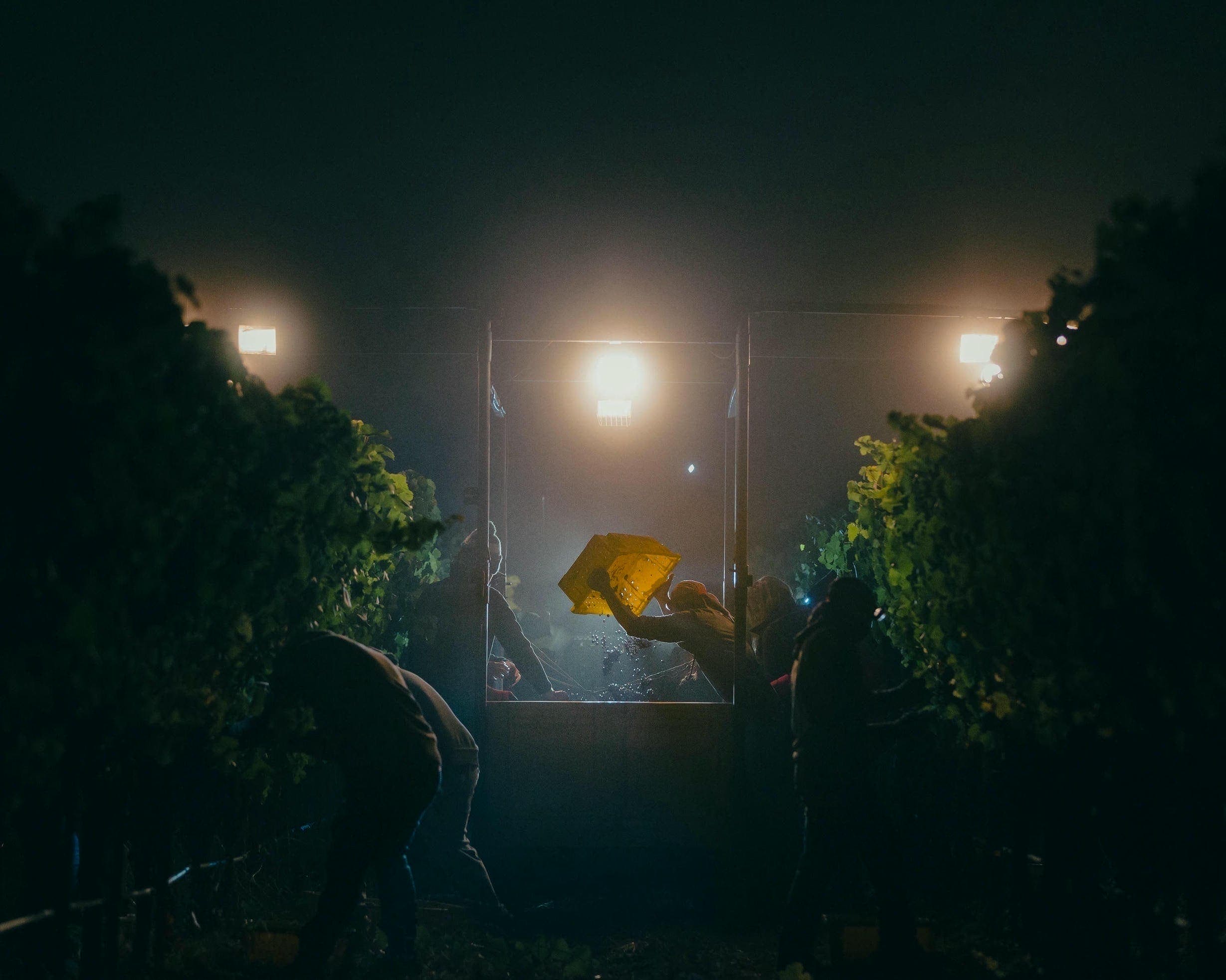Pinot Noir lúc nửa đêm