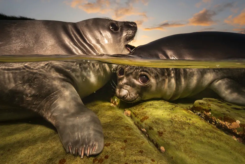 Bức ảnh chiến thắng Underwater Photographer of the Year 2026