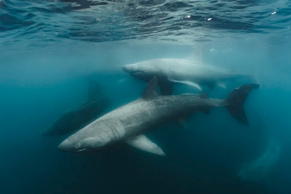 A Meeting of Giants - Evan Johnston