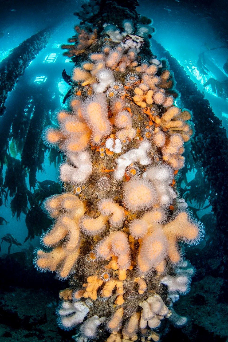Life Under the Pier - Valerie Reid