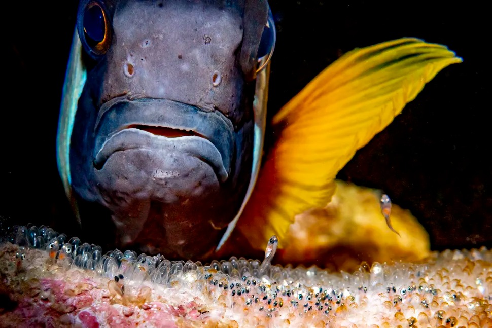 Clownfish Hatchout - Kazushige Horiguchi