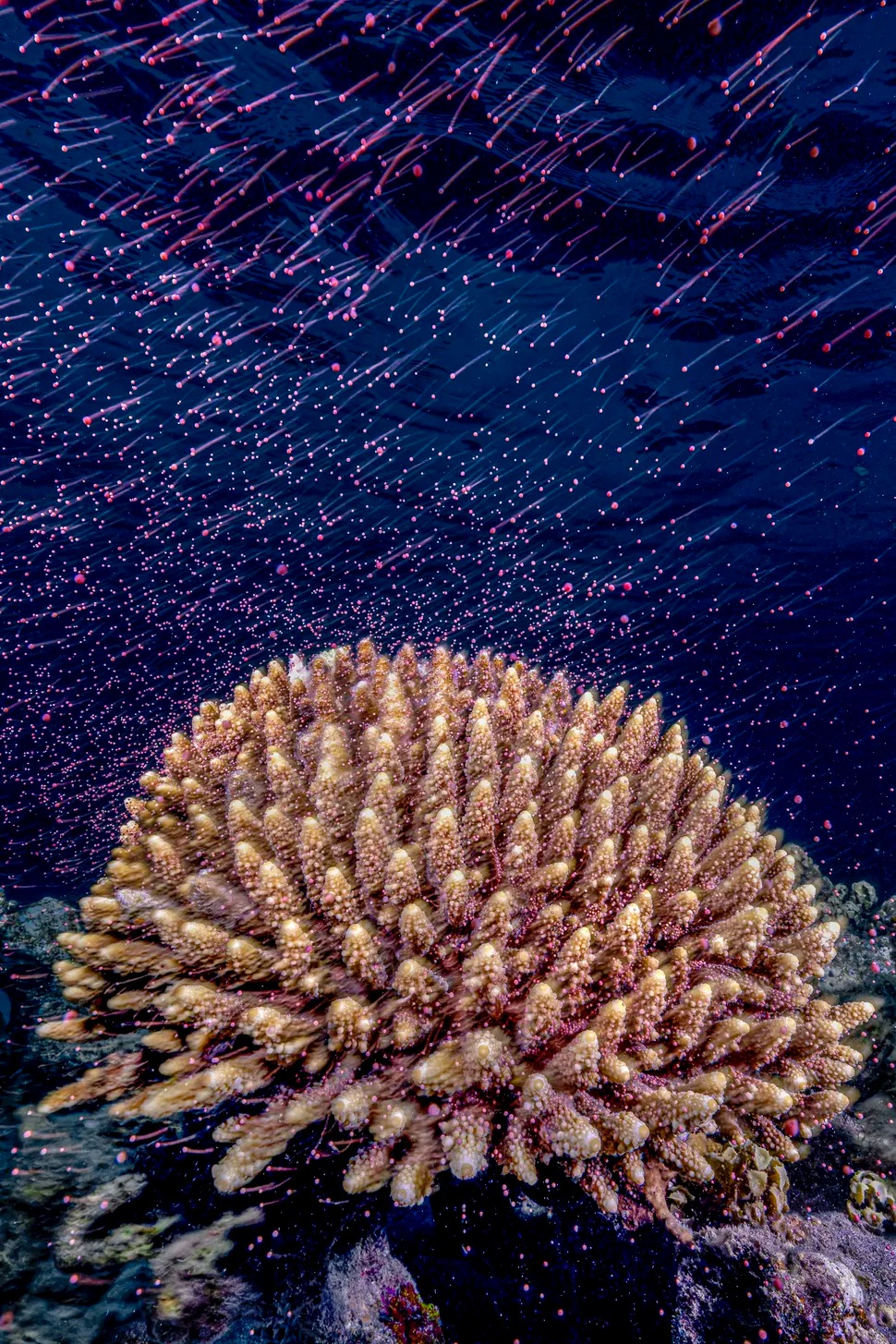 Underwater Meteor Shower - Dr. Tom Shlesinger