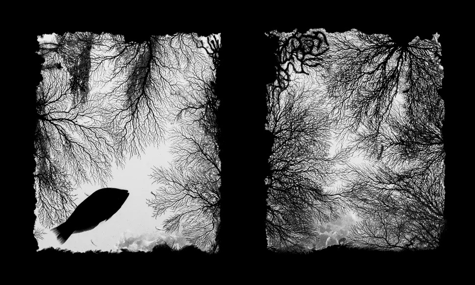 Coral Window - Shunsuke Nakano