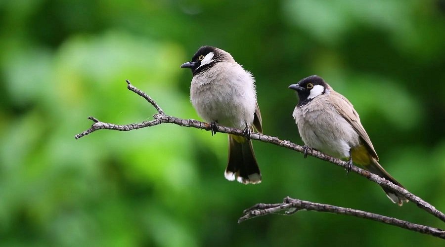 Bạn đang muốn chụp những bức ảnh đẹp với phông cách riêng của mình? Hãy đến với chúng tôi để khám phá những kỹ thuật chụp ảnh xóa phông bằng máy ảnh để tạo ra những bức ảnh có phong cách riêng của mình. Bên cạnh đó, bạn cũng sẽ có thêm những kinh nghiệm và lời khuyên vô giá để chụp ảnh tốt hơn.