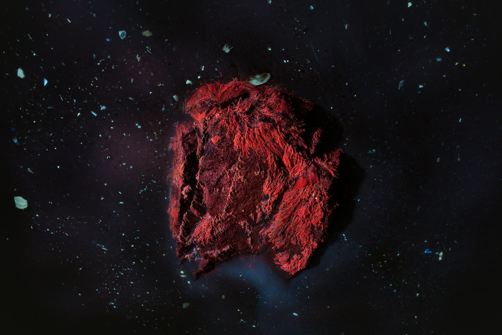 "Cosmic Chlorophyll" - Bức ảnh đạt giải Chung kết hạng mục Nghệ thuật Thiên nhiên