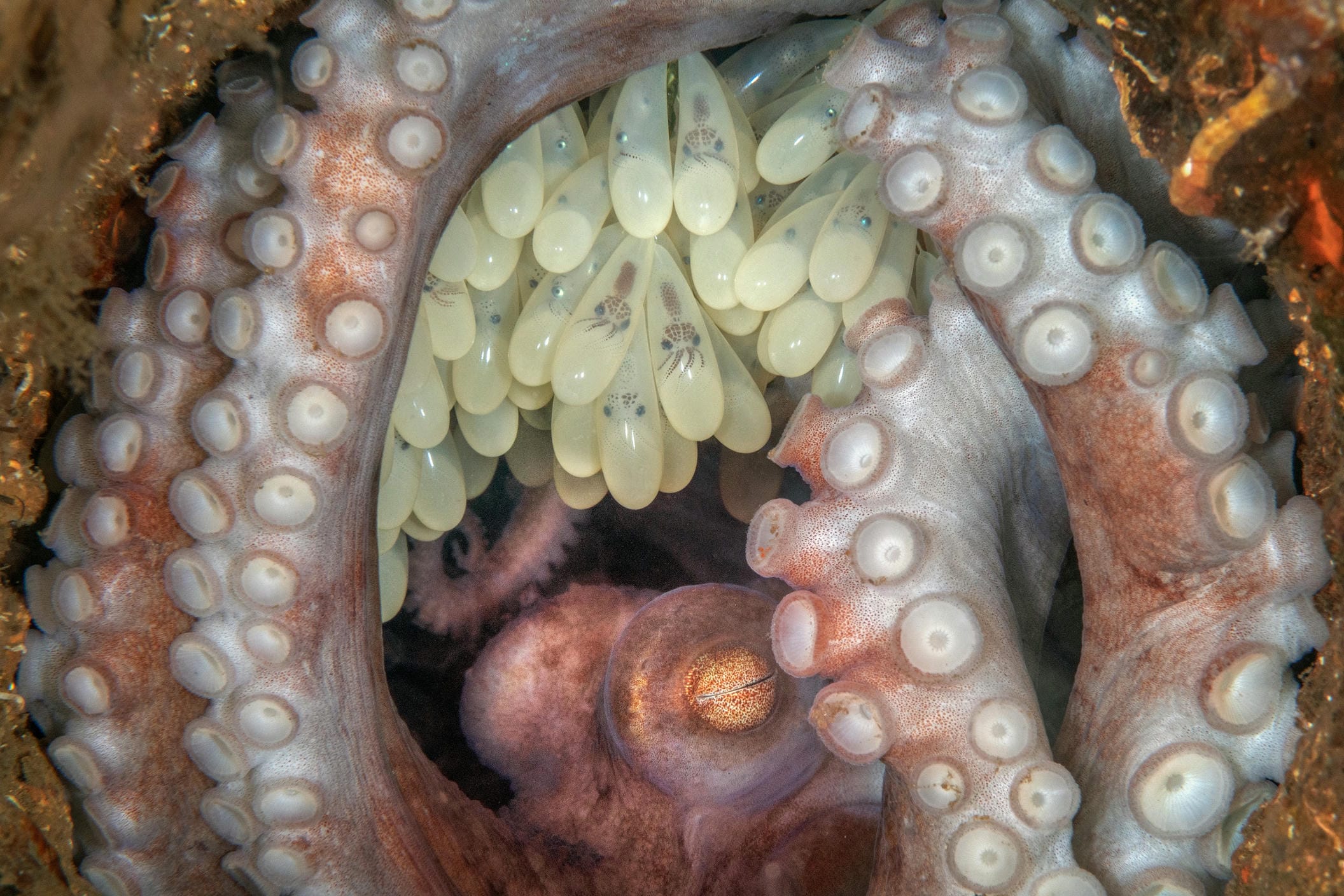 “Mẹ mực của tôi” - Bức ảnh đoạt giải hạng mục Aquatic Life tại BigPicture 2025