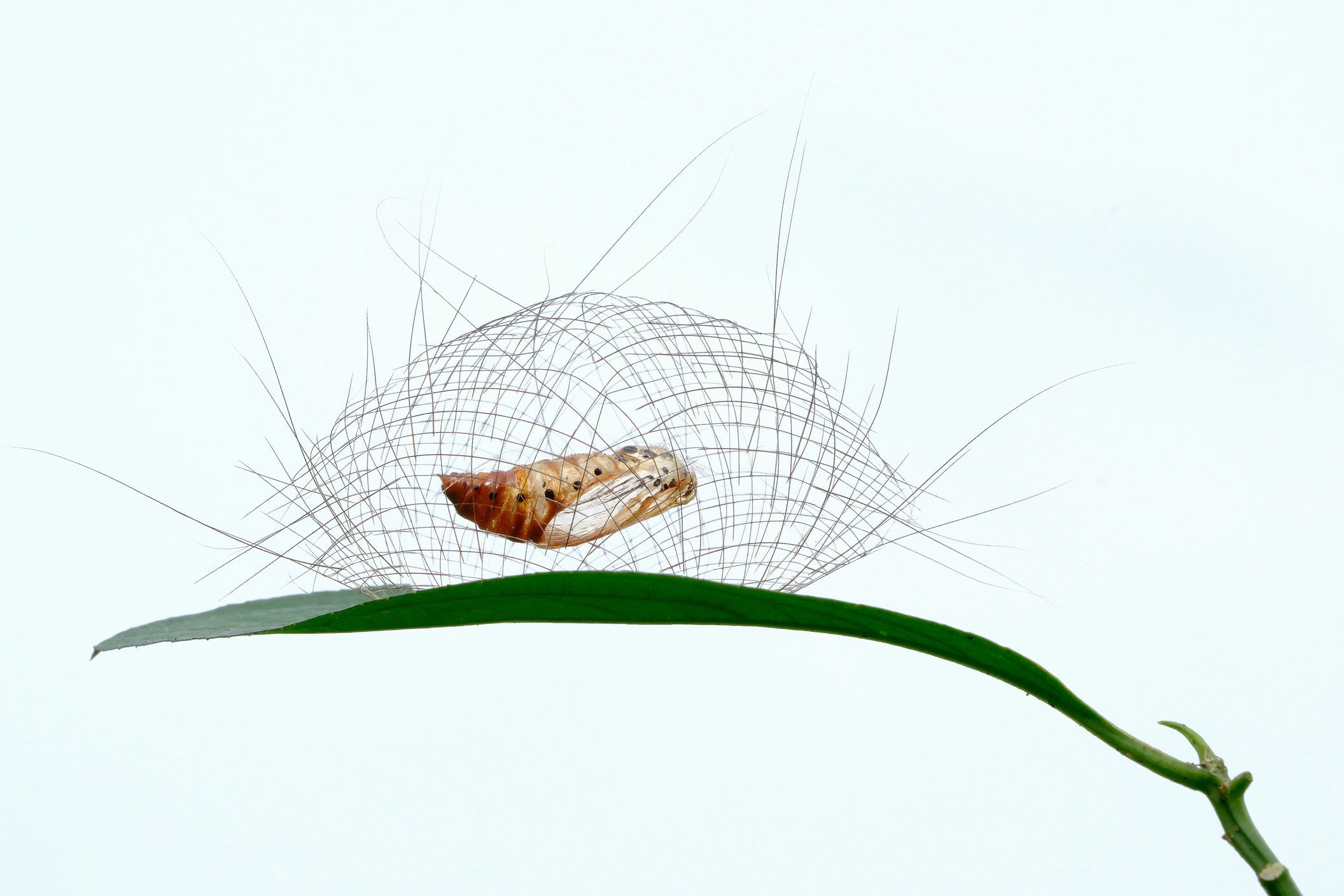 “Moth Magic” - Bức ảnh thắng giải Chung kết ở hạng mục Winged Life