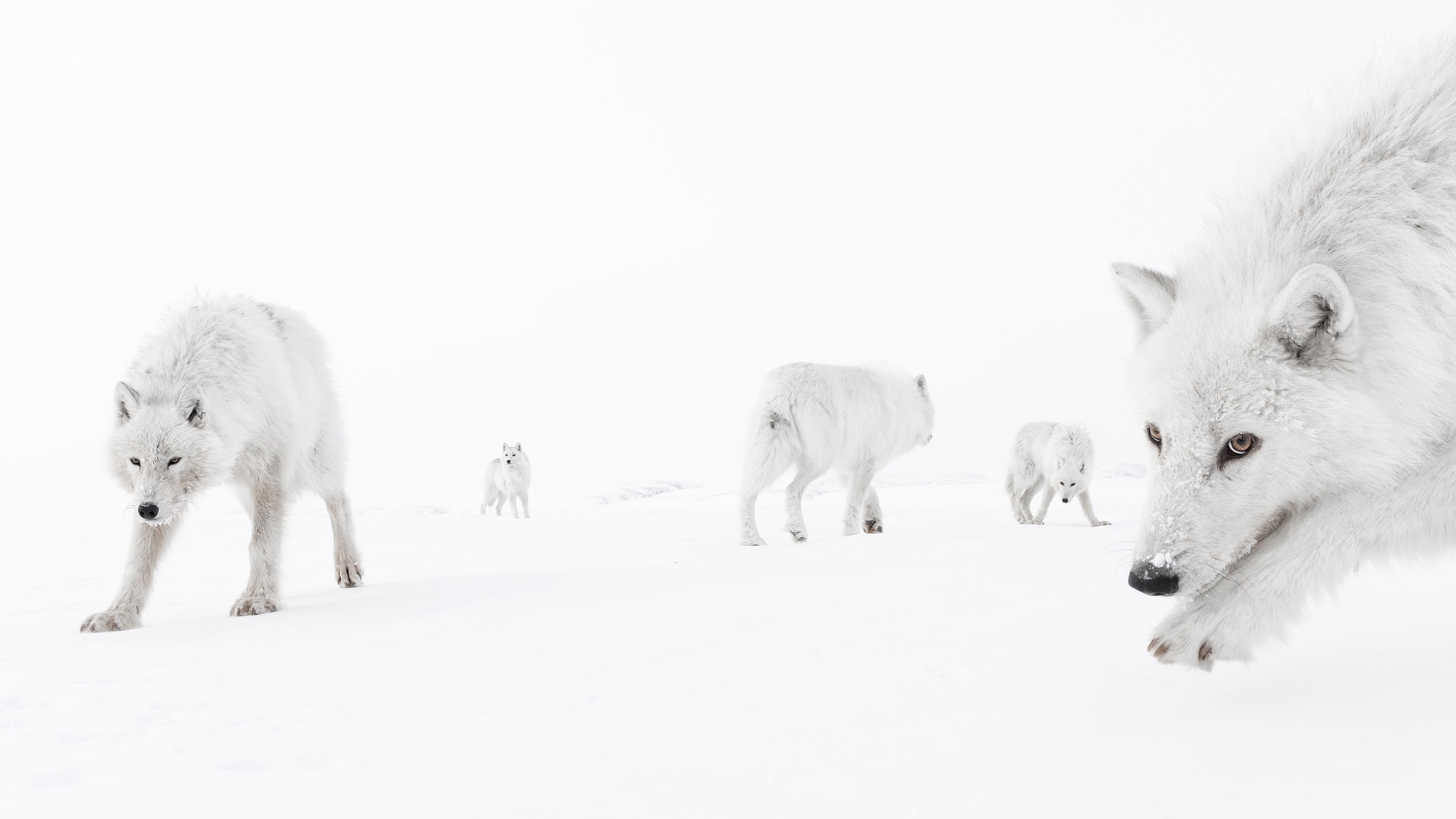 "Part of the Pack" - Bức ảnh thắng giải ở hạng mục Động vật hoang dã trên cạn