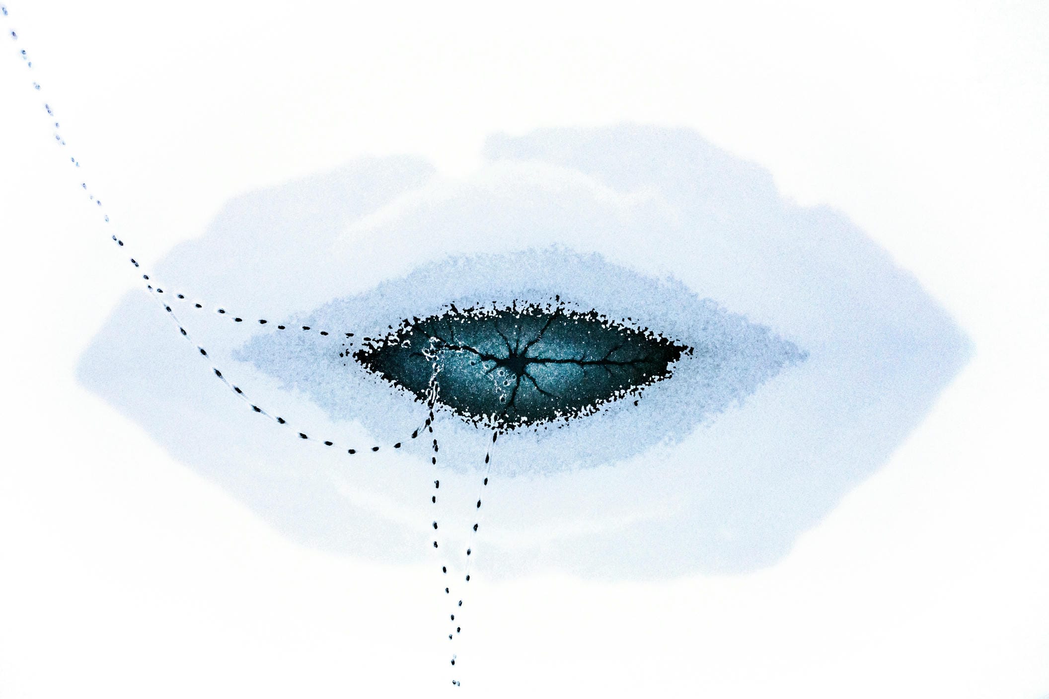 Bức ảnh chiến thắng ở hạng mục Cảnh quan, Thủy cảnh & Thực vật - “Icy Stare”
