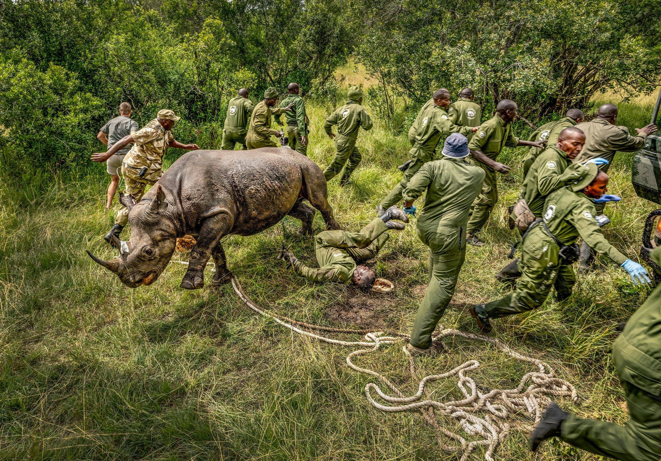 Bức ảnh chiến thắng hạng mục Con người và Thiên nhiên - "Rhino Rebound"