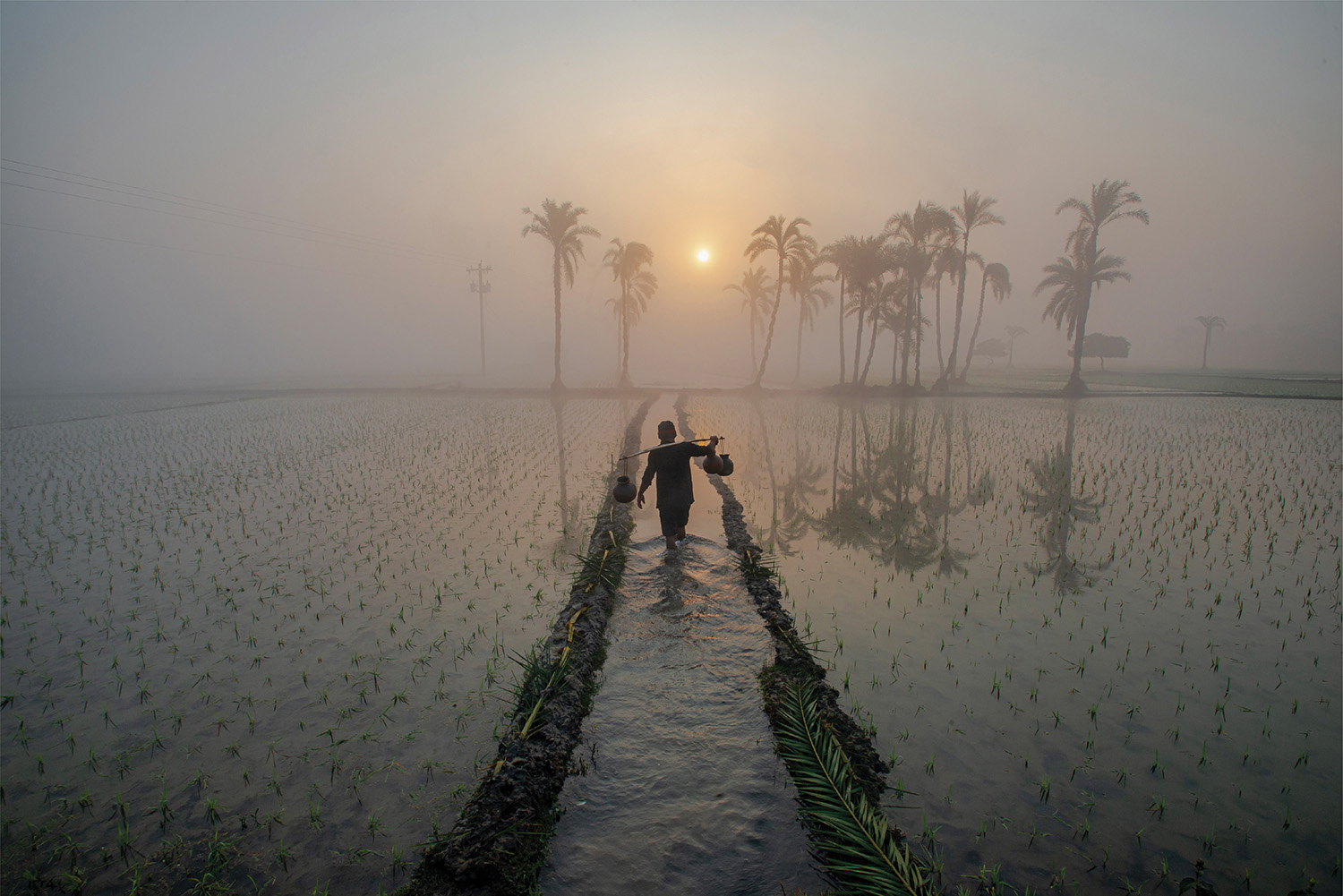 Tiêu đề ảnh: Carrying Date Juice