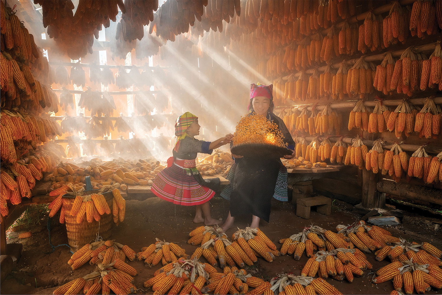 Tiêu đều ảnh: Golden Moments in the Corn House