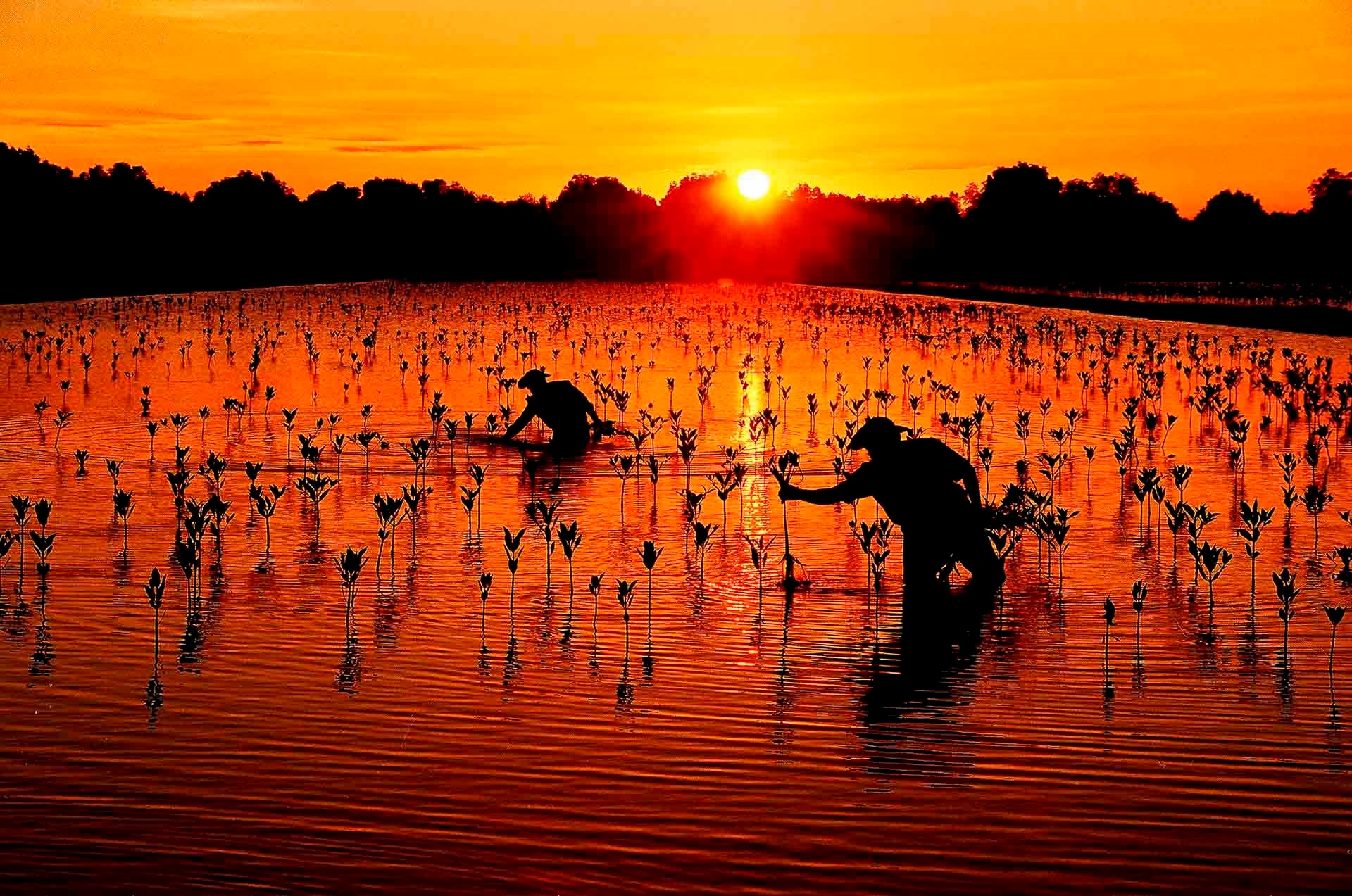 Vùng đất hồi sinh 