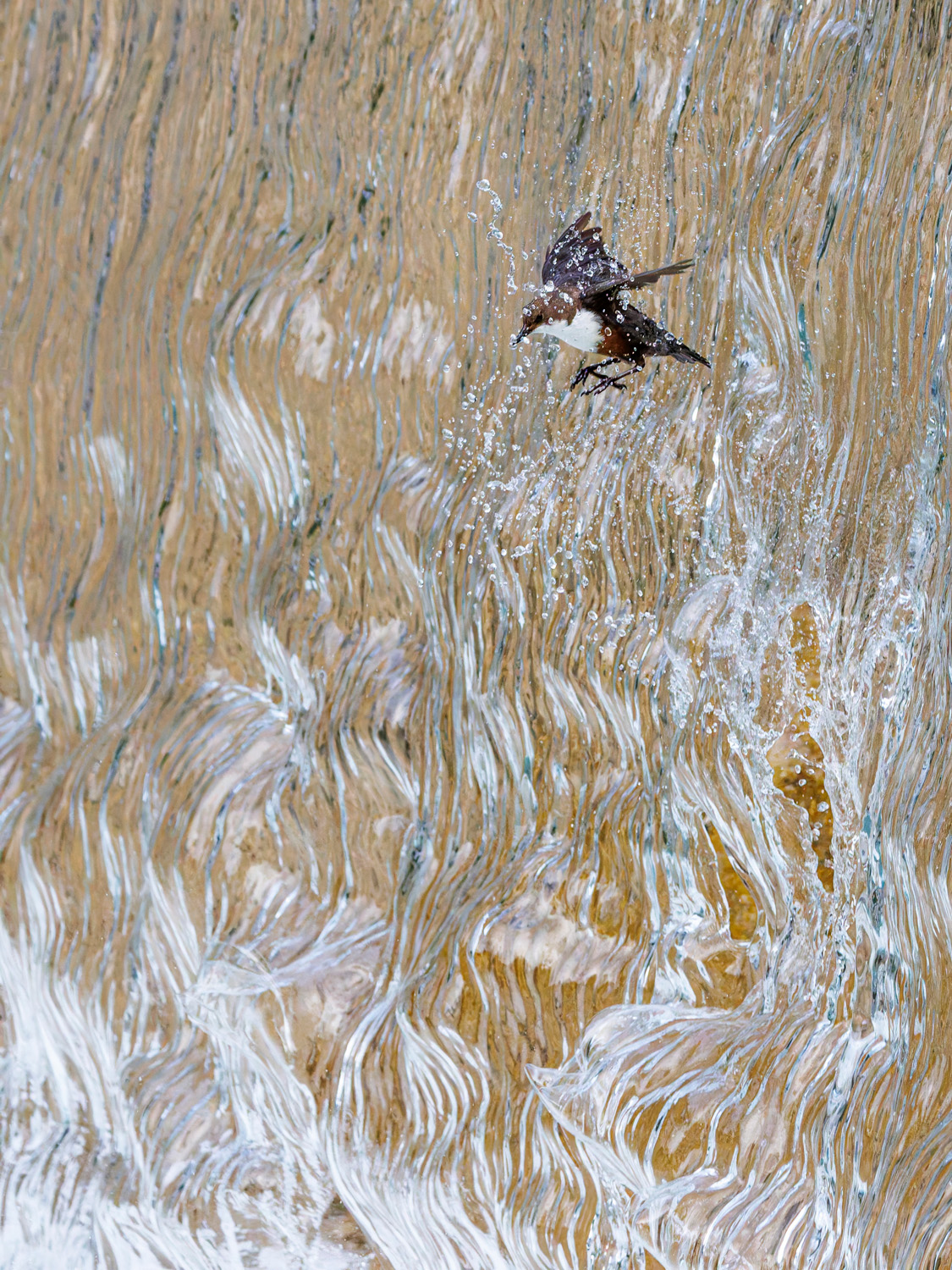 Dipper flying through waterfall