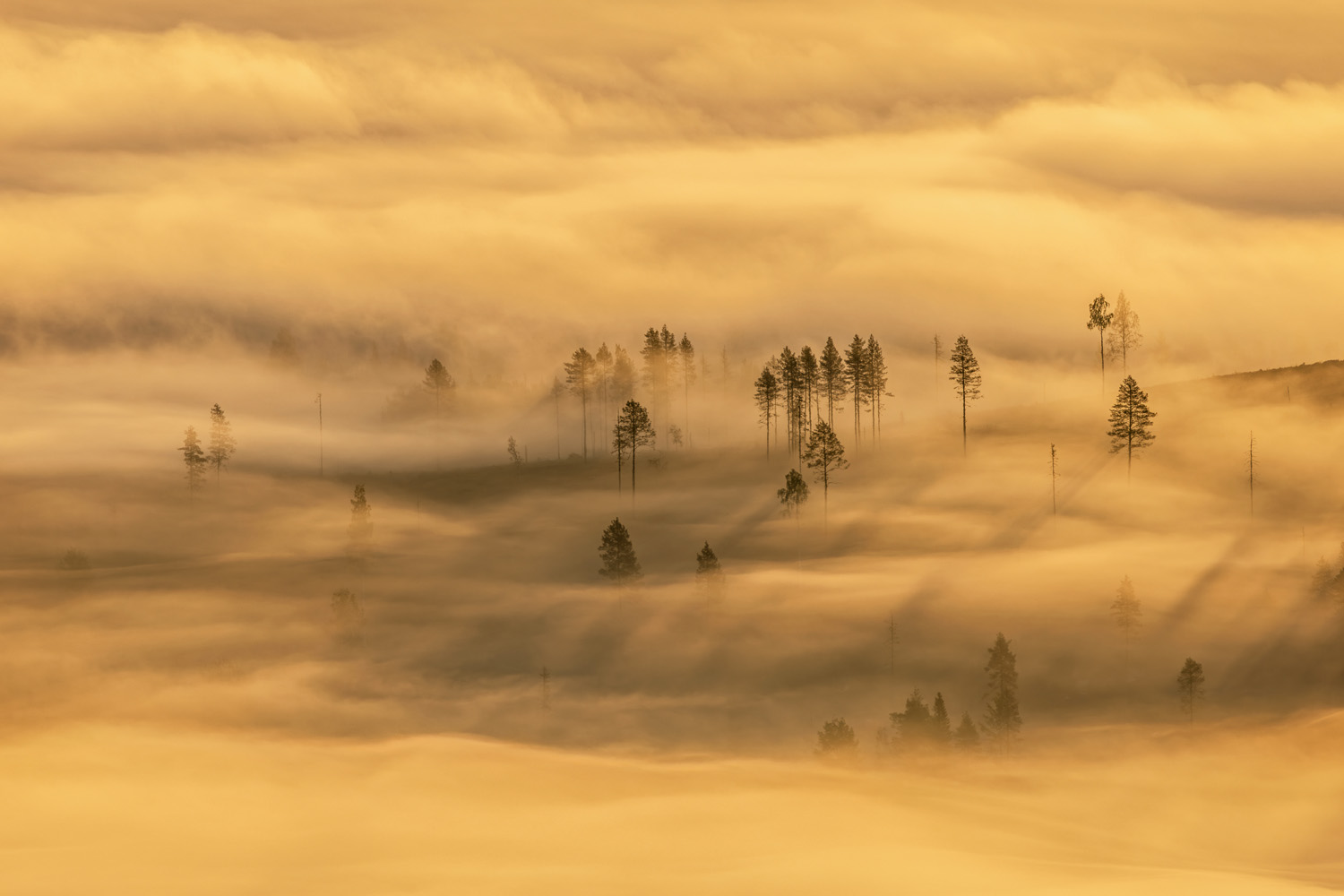 “Deforestation” của Hanneke Van Camp