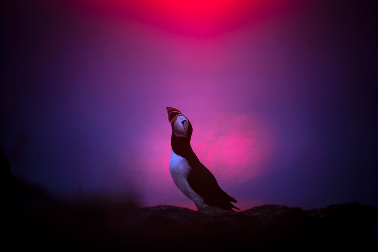 Courtship display