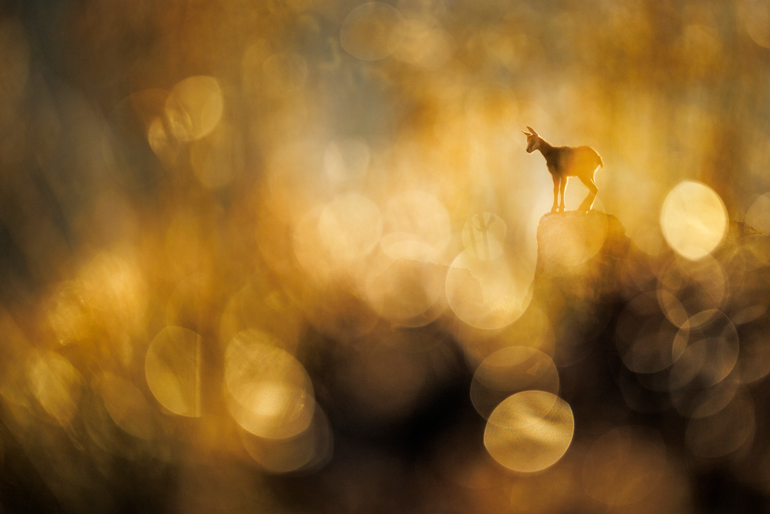 Chamois