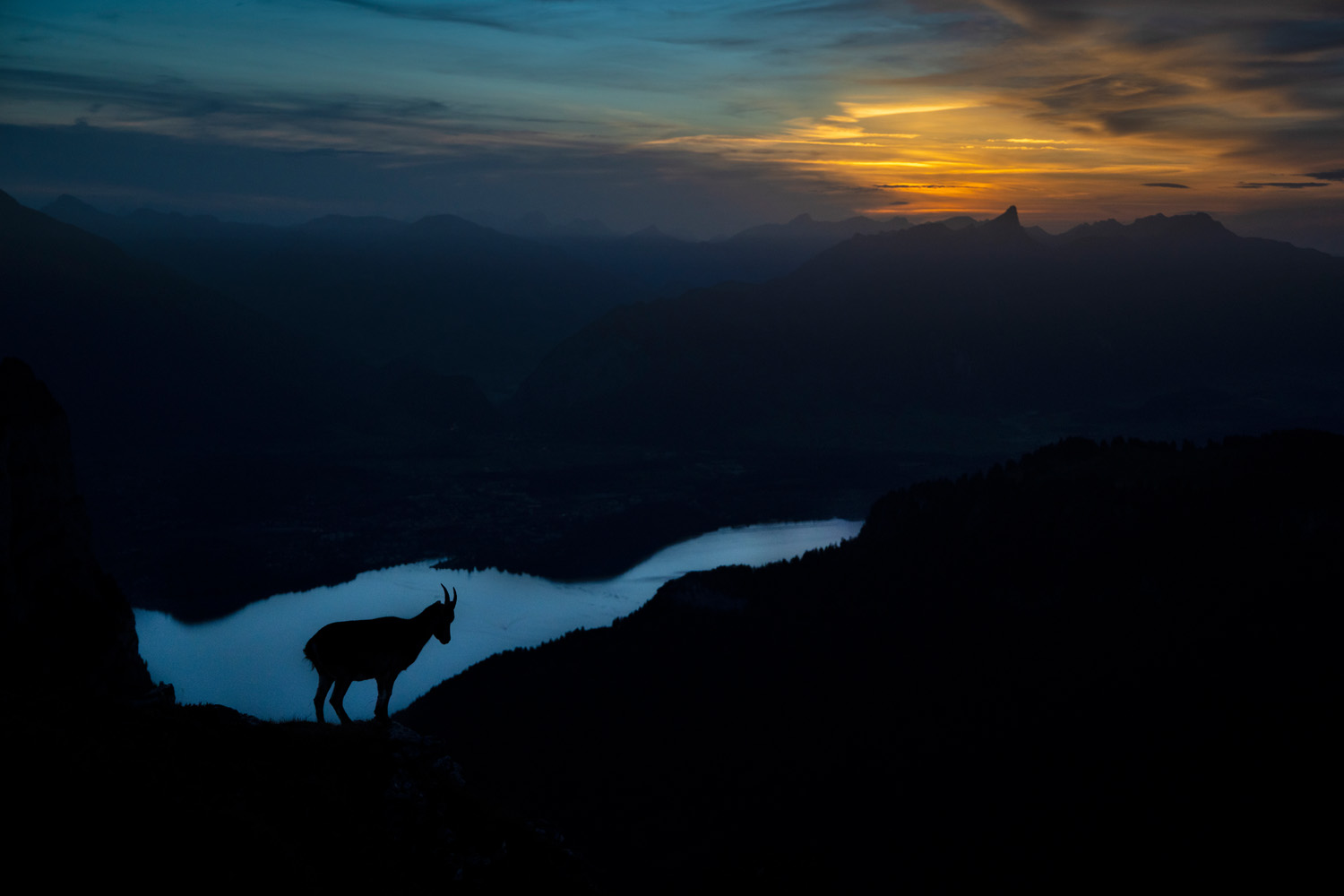 King of the Alps