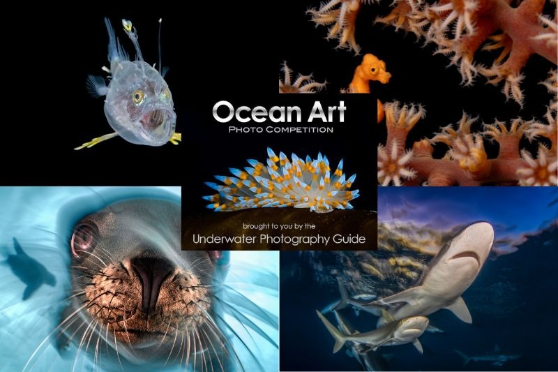 Ocean Art Contest 2025 là cuộc thi nhiếp ảnh dưới nước uy tín