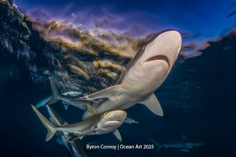 Last Light - Byron Conroy