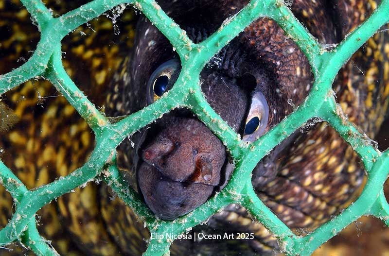 Please Free Me - Elio Nicosia