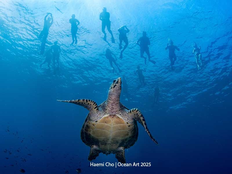 Green Turtle and Snorkelers - Haemi Cho