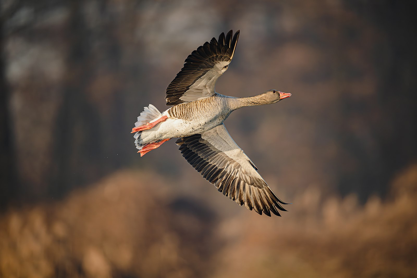 Review Sigma 300-600mm f/4 DG OS: Khả năng ổn định hình ảnh