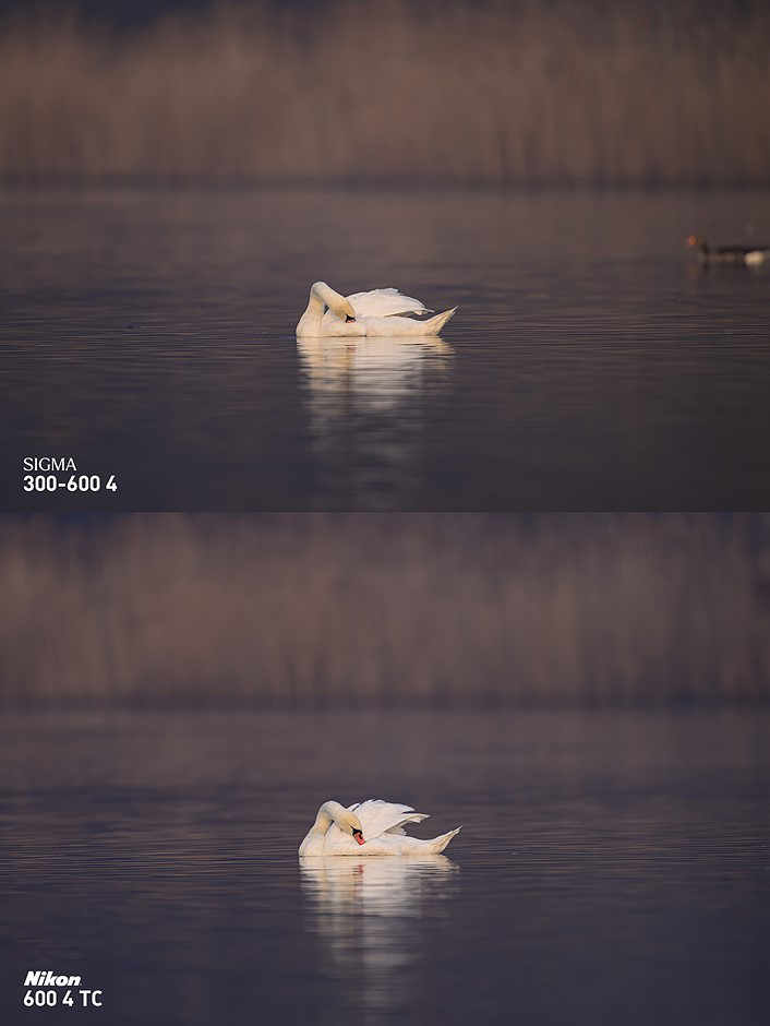 Đánh giá Sigma 300-600mm f/4 DG OS: Hiệu suất lấy nét tự động