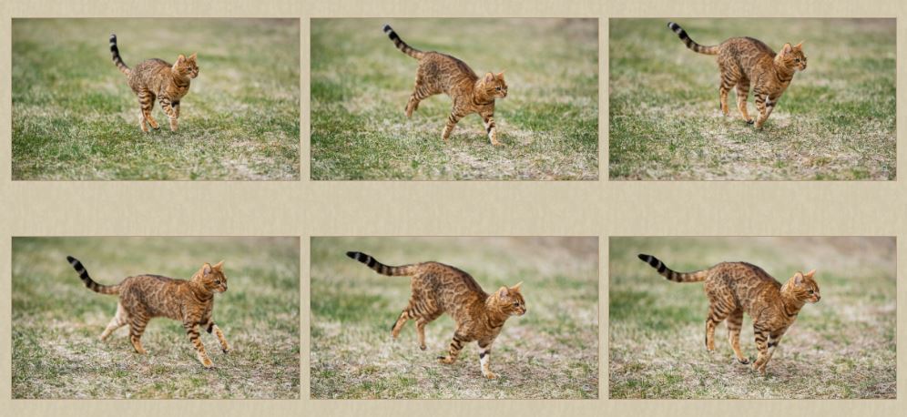 Review Sony 50-150mm F/2 GM: Khả năng lấy nét khi chụp ảnh tĩnh