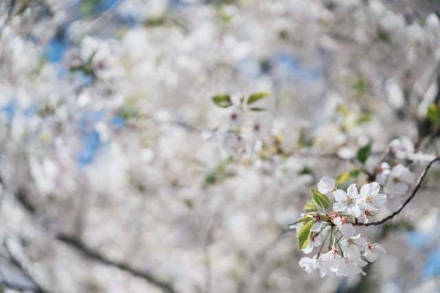 Sony 50-150mm F/2 GM còn có thể chụp các vật thể gần như một ống kính macro