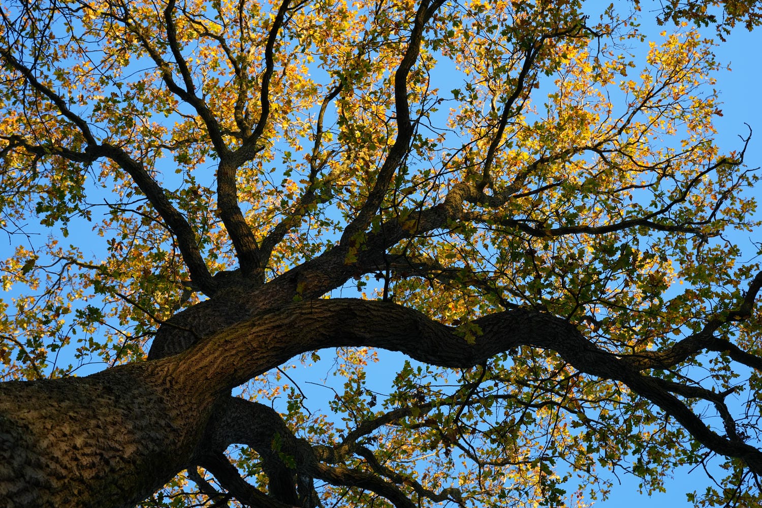 Dynamic range trên A7 Mark V đạt 16 stop