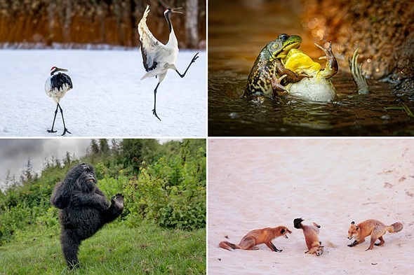 Giải thưởng Nikon Comedy Wildlife Awards 2025