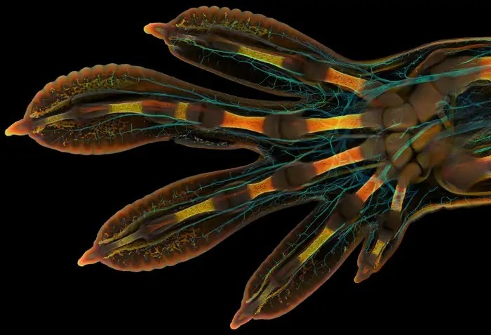 Chụp ảnh micro chỉ có thể quan sát qua kính hiển vi