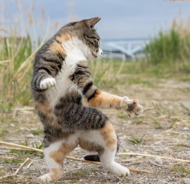 10 clip ảnh con mèo tấu hài đầy tiếng cười