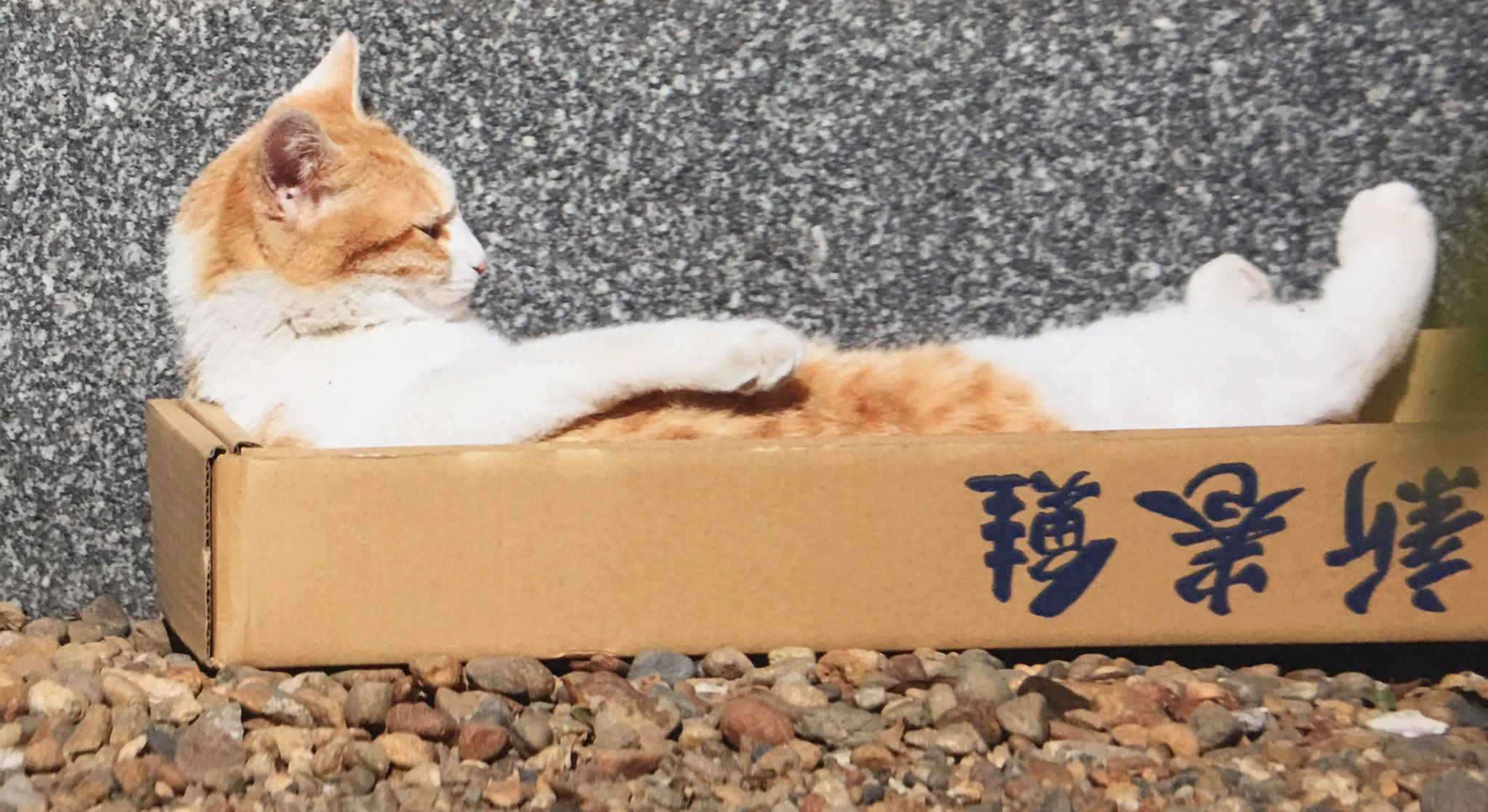 Cùng xem những khoảnh khắc tấu hài của các chú mèo đáng yêu tại Tokyo và cười thả ga với những trò hề ngộ nghĩnh.