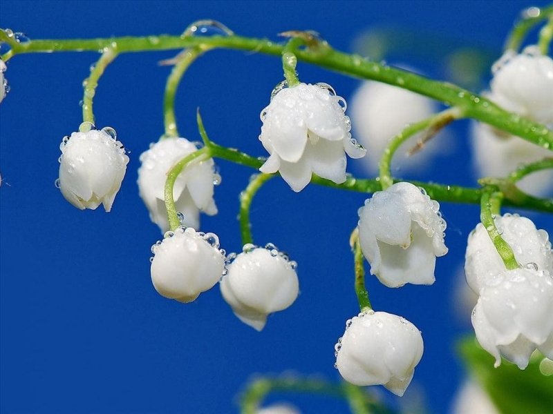 tăng độ sáng và nhòe hậu cảnh để tạo bức ảnh trong trẻo