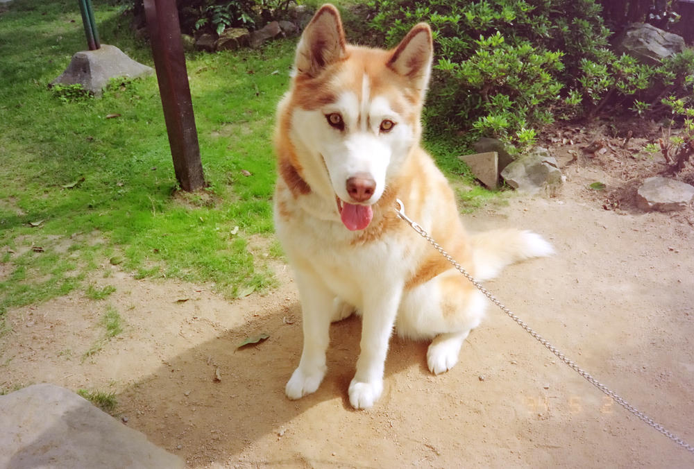 Tạo ra chiếc máy ảnh lấy nét tự động nhỏ nhất thế giới