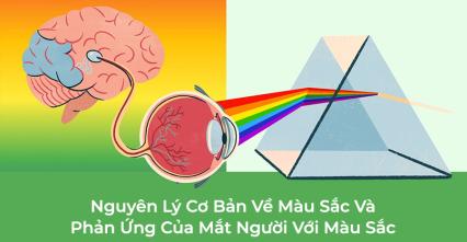 Nguyên Lý Cơ Bản Về Màu Sắc Và Phản Ứng Của Mắt Người Với Màu Sắc