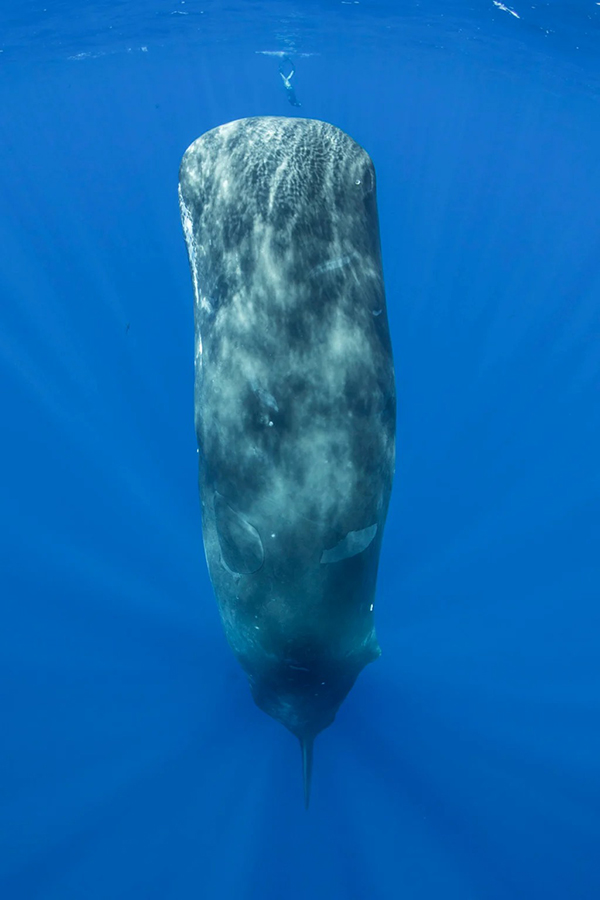Khoảnh khắc tuyệt đẹp: Cá voi săn mồi ven biển Đề Gi, Bình Định
