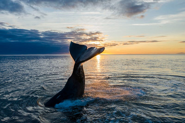 Hình ảnh cá voi xanh ở Đề Gi - Bình Định được chụp vào ngày 18/08/2022. |  Viết bởi Nhà Của Cáo