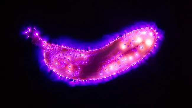 Nhiếp ảnh Kirlian không cần sử dụng máy ảnh