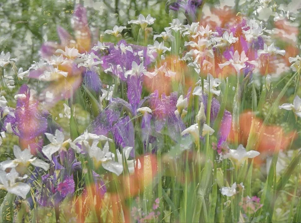 Những Bức Ảnh Đạt Giải Trong Cuộc Thi RHS Photographic Competition 2021