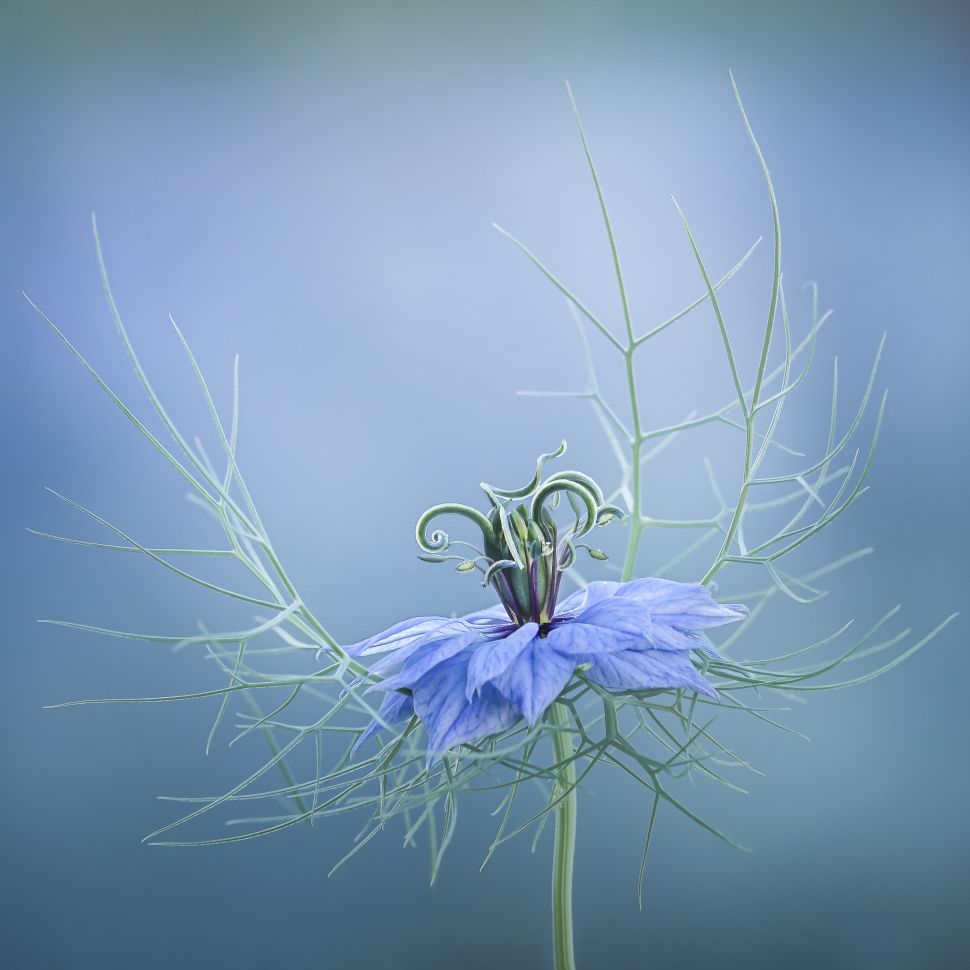 Những Bức Ảnh Đạt Giải Trong Cuộc Thi RHS Photographic Competition 2021