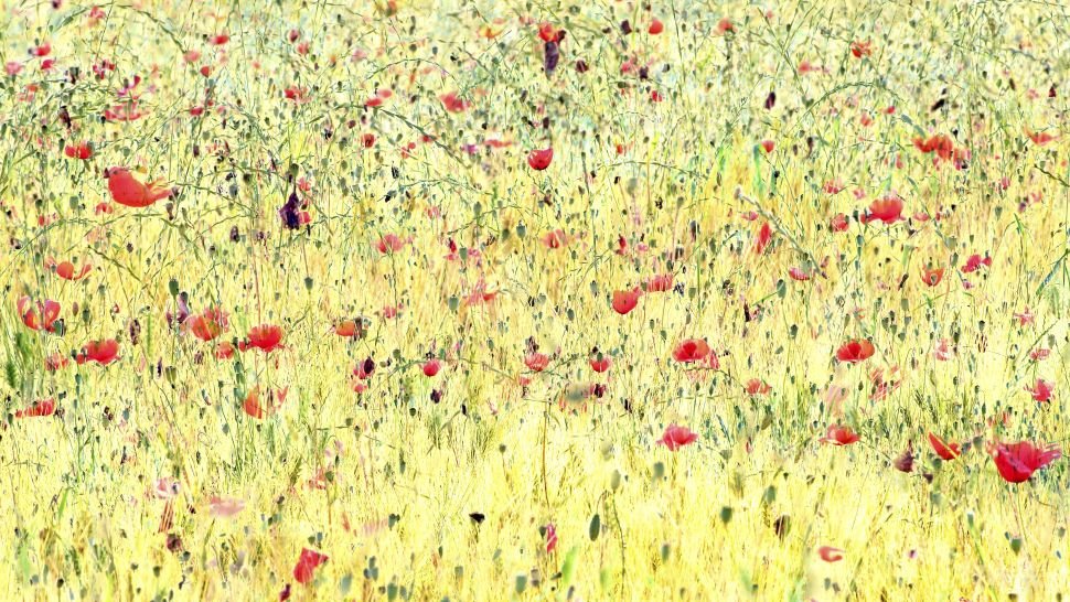 Những Bức Ảnh Đạt Giải Trong Cuộc Thi RHS Photographic Competition 2021