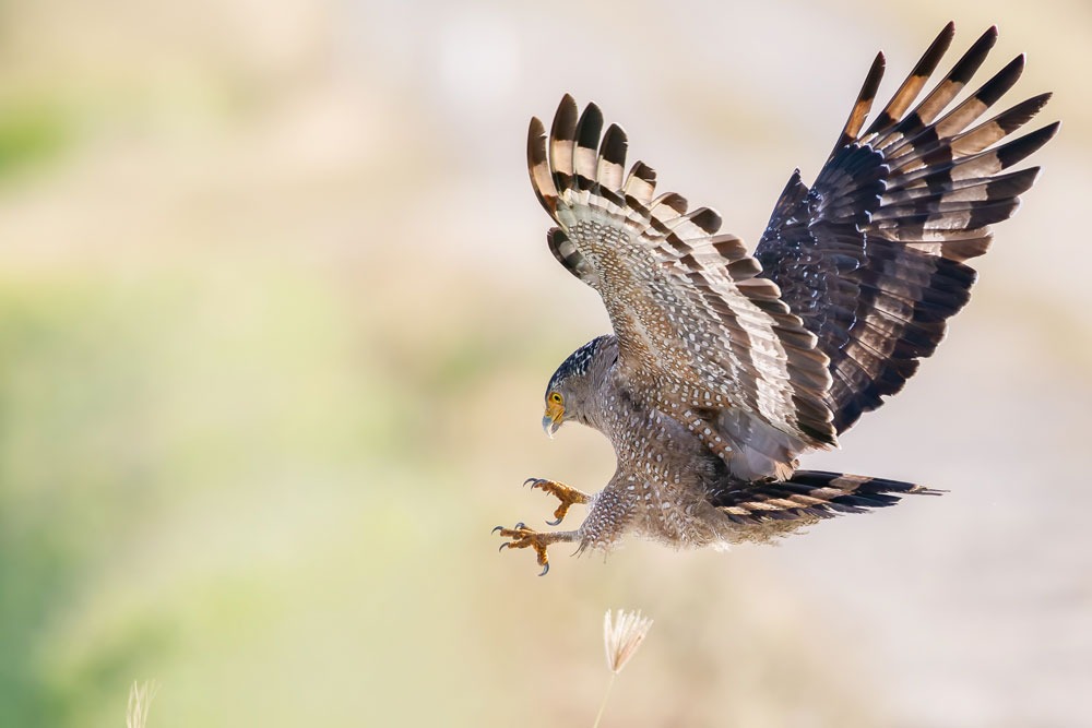 Anthology Photography Competition không giới hạn thể loại