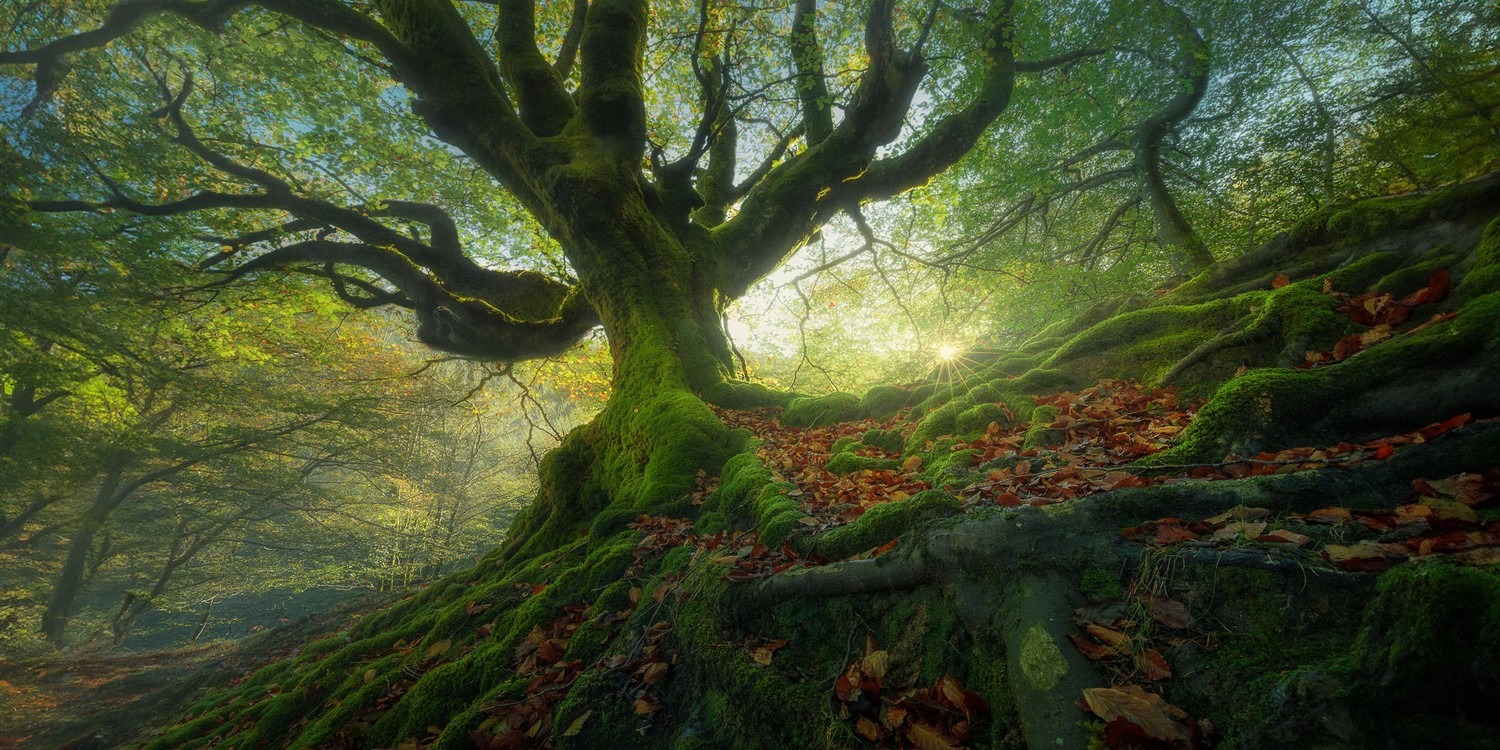 Giải thưởng chỉ nhận ảnh toàn cảnh tỷ lệ 2:1