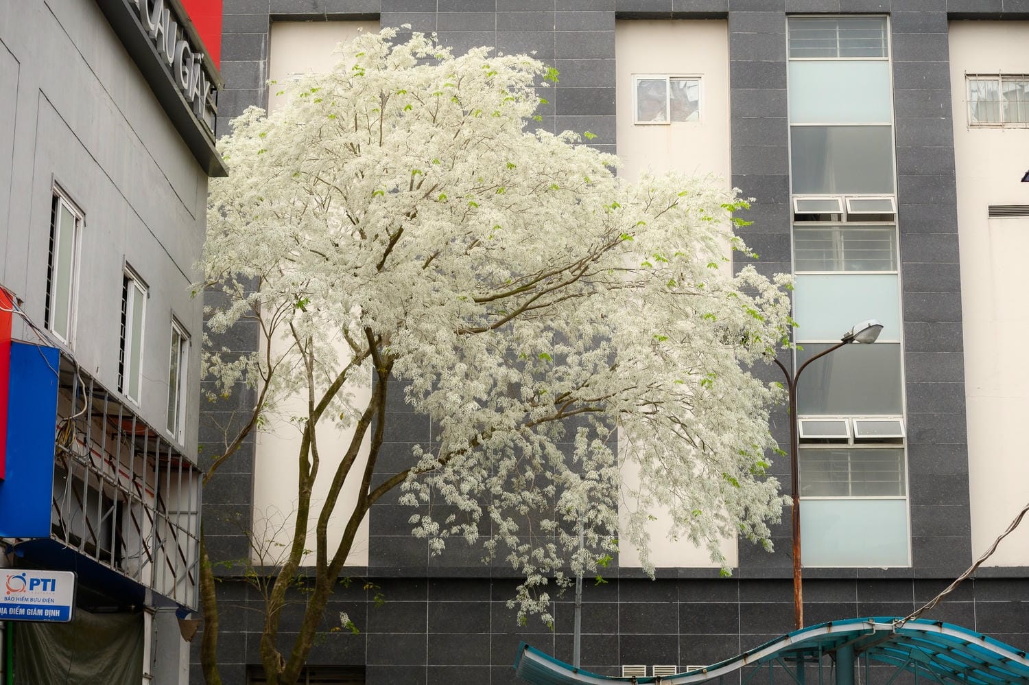 Những địa điểm sống ảo mùa hoa sưa nở tại Hà Nội