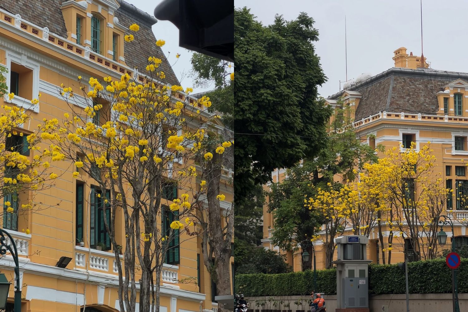 Hoa phong linh có thể bắt gặp ở Phố Lý Thường Kiệt