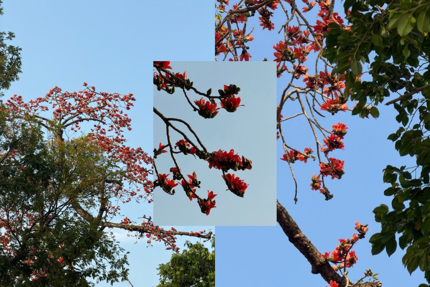 Hoa gạo là một nét đặc trưng tại Hà Nội