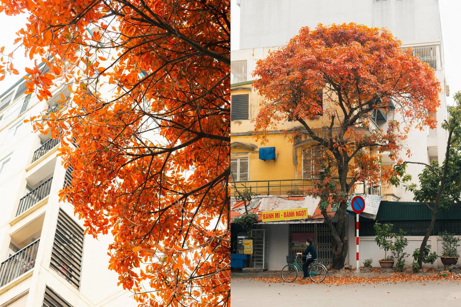 Tháng 3 là mùa rụng lá của cây lộc vừng